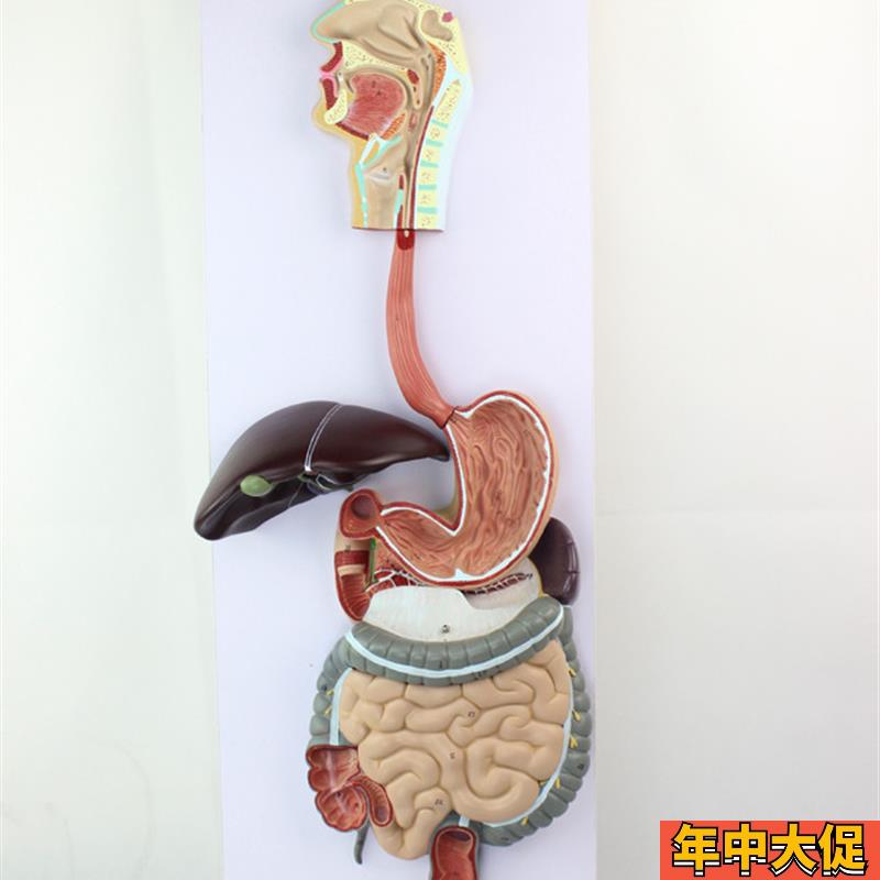 消化系统模型