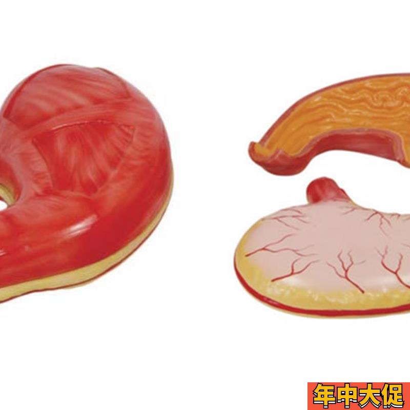 胃肠模型胃解剖模型消化系统构造立体展示教学模型胃黏膜食管医学