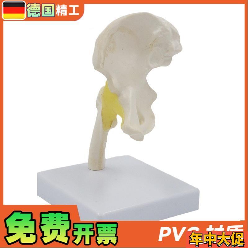 德国】小型髋关节模型康复教学教具韧带骨盆股骨医药促销礼品