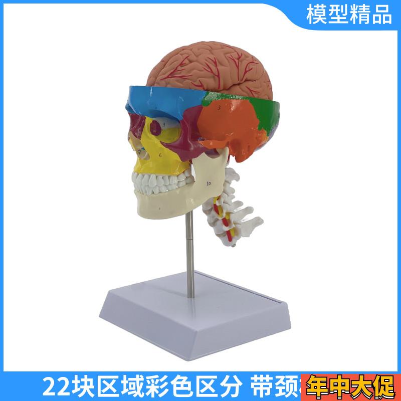 一比一医学仿真人体头骨模型大脑解剖附颈椎头颅可拆卸彩色骷髅头