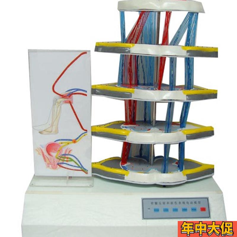 脊髓反射和损伤表现电动模型 电动脊髓反射和损伤表现模型
