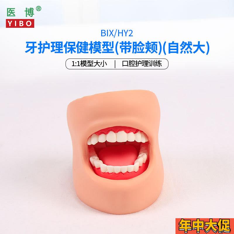 医博BIX-HY2牙齿保健护理模型带脸颊正常大小1比1牙齿模型 口腔护