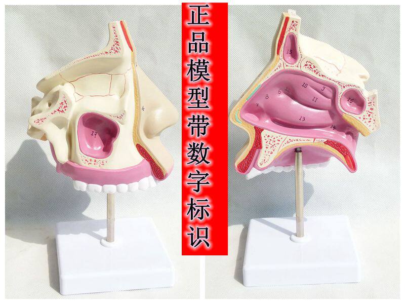 鼻腔解剖模型 耳鼻喉科医用模型 鼻腔模型 N鼻子模型 口鼻结构模