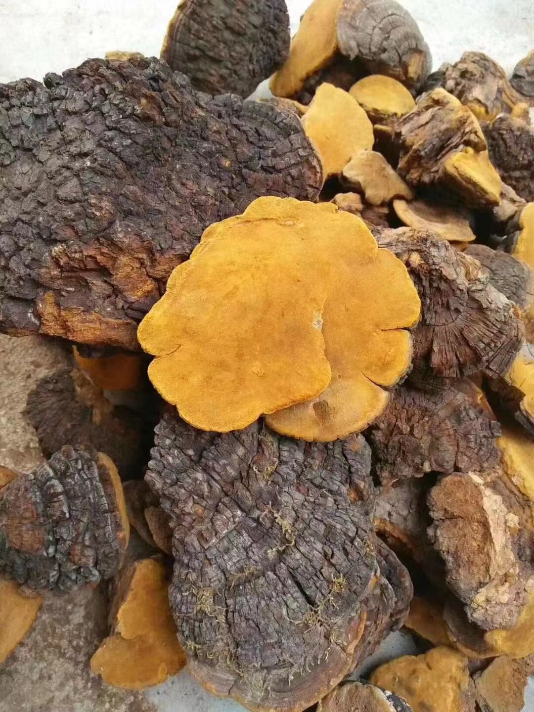 野生桑黄紫油黄特级金边整朵药用菌灵芝茶非桑树黄可视频选货切片