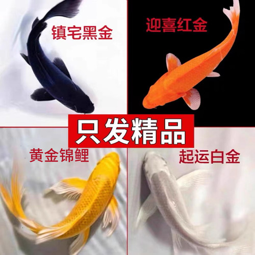 黑金锦鲤鱼活体包活到家（龙凤）白金黄金锦鲤冷水观赏鱼鹦鹉红草