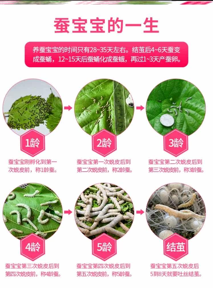 二龄蚕宝宝的特点,二龄蚕的外形特点,二龄蚕详细介绍_大山谷图库