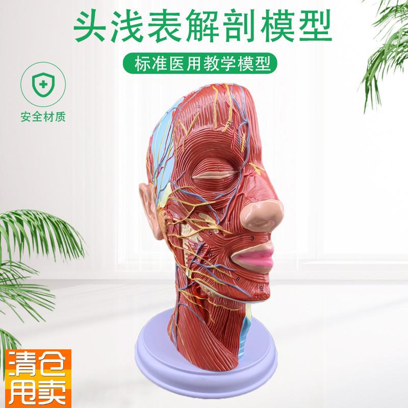 人体头骨带肌肉神经血管模型型美容H面部神经微整形医学解剖