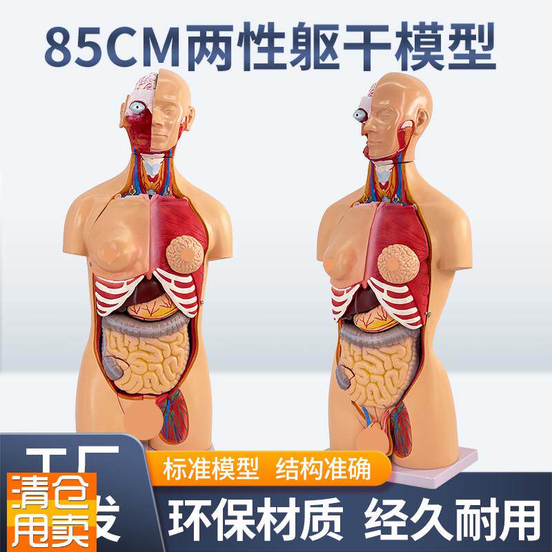 85CM两性躯g干可拆23件人体器官结构组织解剖内脏器官结构分布结