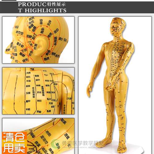 清晰大字体经络模型m人体模型人体针灸模型/人体穴位模型/男50cm