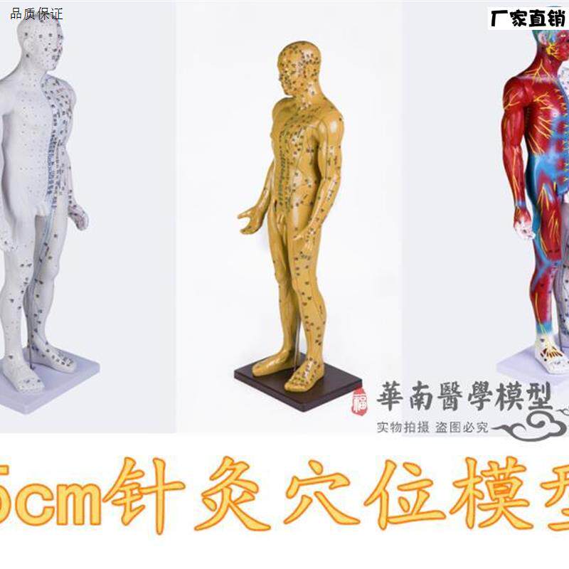 男模型85cm针灸穴位模型V人体针灸穴位模型中医经络穴位模型