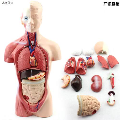 幼儿园/早教体验馆中小学z教育26CM躯干模型人体解剖器官结构模型