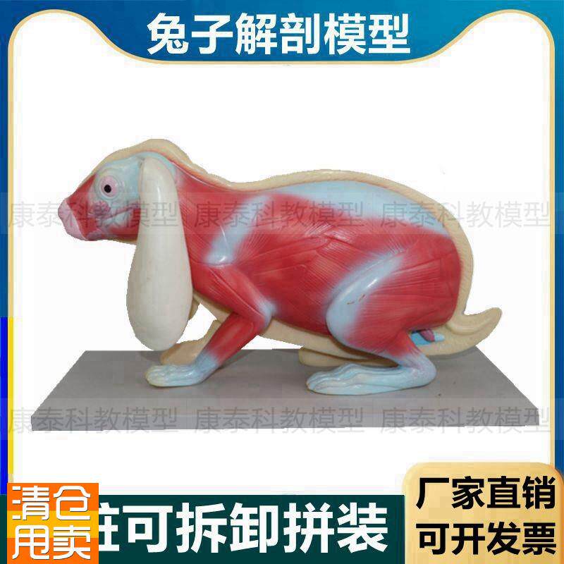 兔子解剖模型立体仿真内脏可拆卸拼装皮肤骨骼头T骨透明牙齿生物