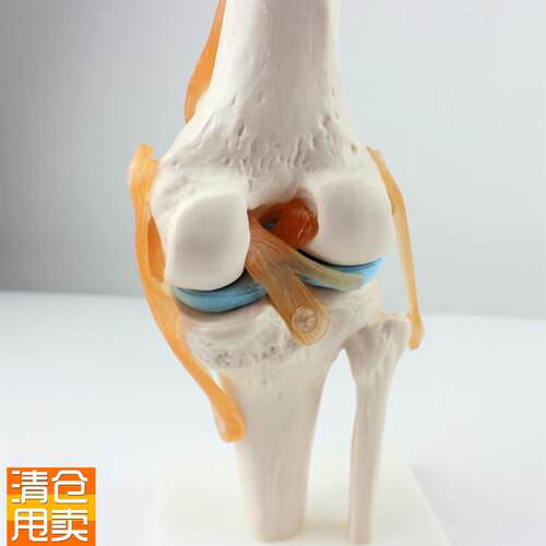 ENOVO颐诺医学人体q功能性膝关节模型韧带滑车关节人体骨关节髌骨