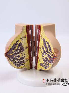 乳房模型胸部解剖乳房结构造妇产B科教学整容微整形展示美容院医