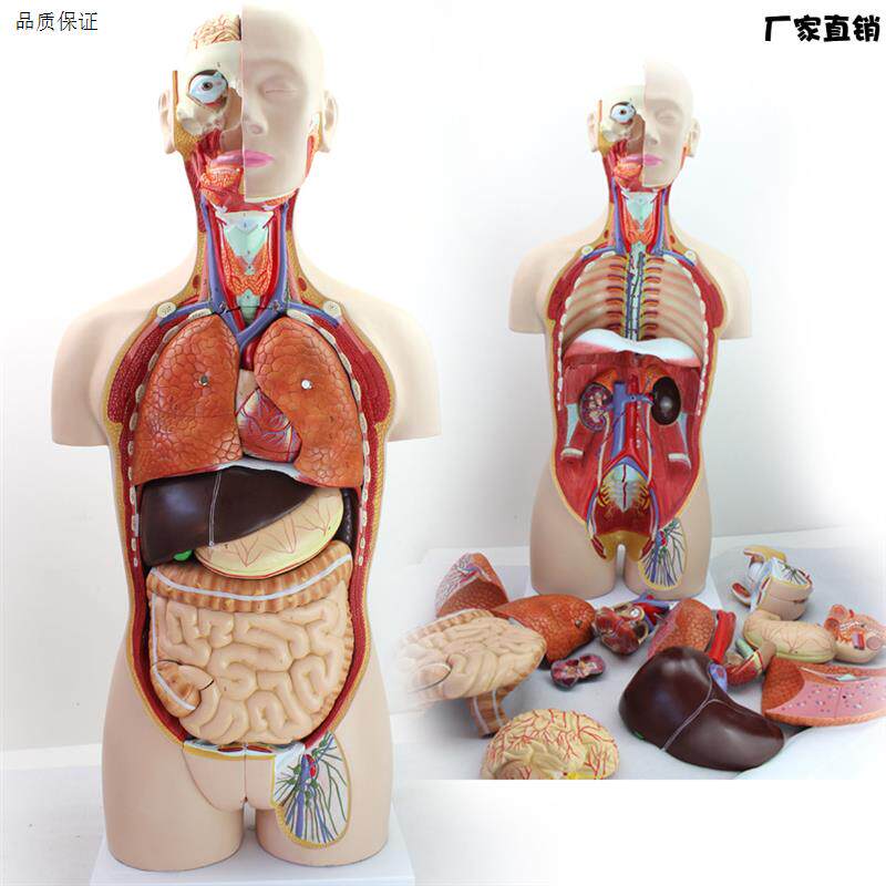 医疗级85CM人体器官解剖模型颐诺ENOVO人体内脏y分布教学器材Q85G