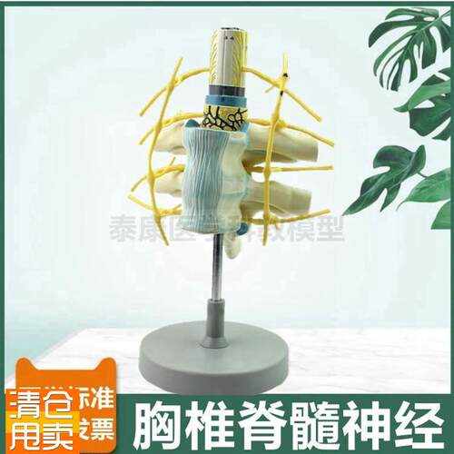 脊髓神经模型颈椎胸椎腰椎临v床麻醉教学用椎管脊神经蛛网膜神经