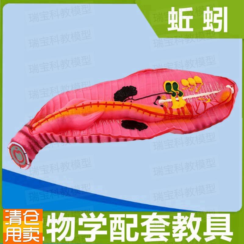 蚯蚓模型b生物课配套教具科教展览摆件场景装饰儿童早教玩具塑胶