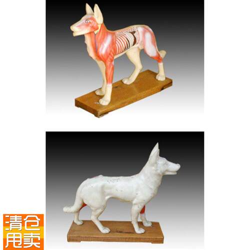 狗体针灸c模型动物针灸模型狗穴位模型狗解剖标本中医针灸