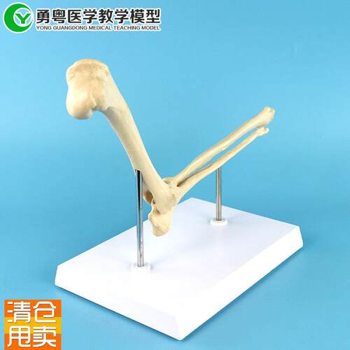 狗肘关节模型狗骨t骼犬骨骼骨架动物骨骼模型