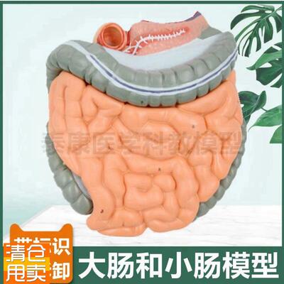 大肠小肠肠系膜肛肠医生用病z理结肠肛周痔疮盲肠阑尾常见病理