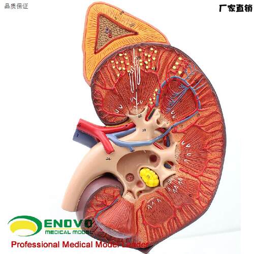 颐诺正品医用人体肾肾O上腺模型肾脏解剖模型肾模型生殖泌尿科