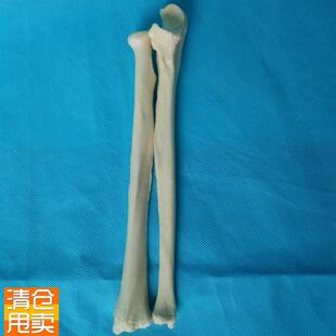 人体1:1桡骨尺骨模型骨D骼骨架模型医用教学模型