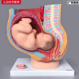 弘深女性生殖解剖模型HS-332B盆腔g腹部结构医学教学用青少年学习