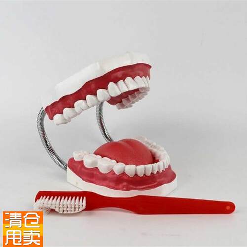 人体牙齿模型护理牙口腔牙科H医用教学展示讲解教具