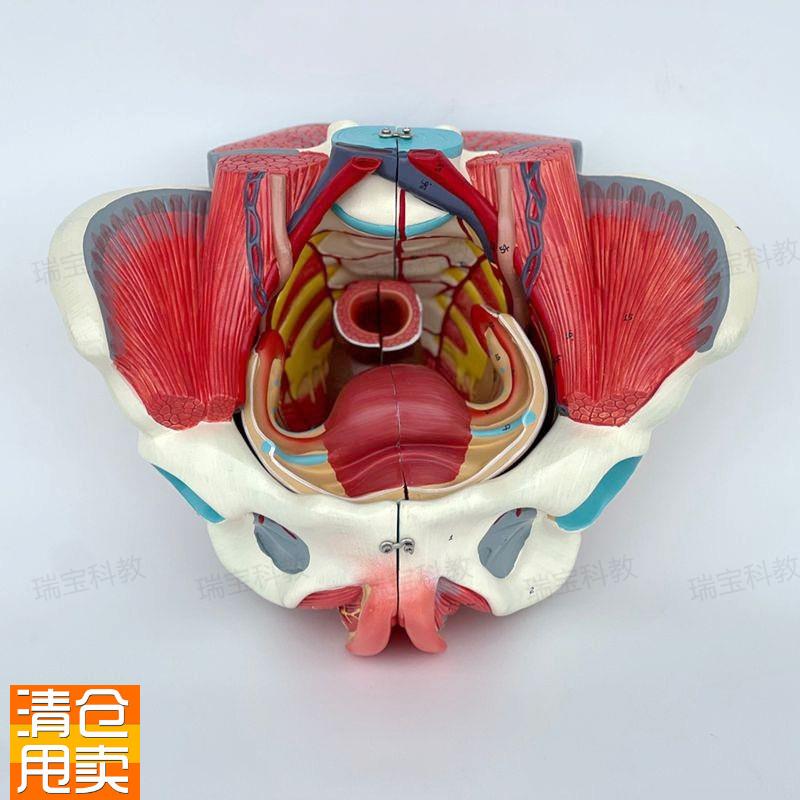 女性盆底肌模型盆腔脏器可拆卸子宫附件会阴筋膜T产康月嫂培训家