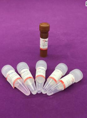 PH1456TUNEL细胞凋亡检测试剂盒(FITC)科P研专用20TPhygene