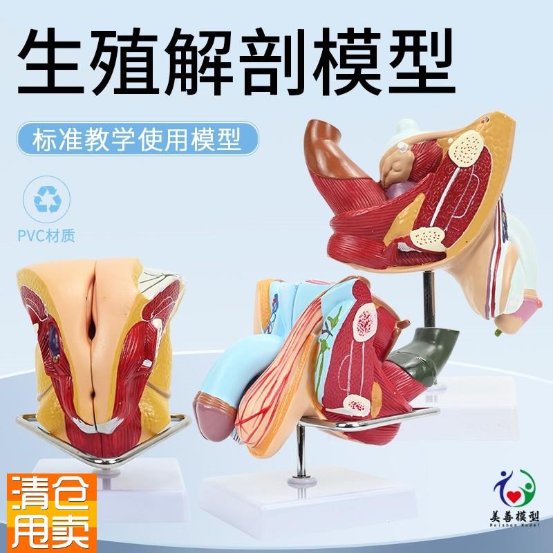 人体女性生殖子宫解剖病理w模型阴道卵巢教学模型妇科生殖科教具