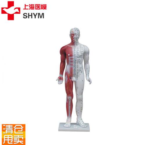 上海医模十四经穴标准针灸模型半边肌肉I解剖人体经络穴位中医教