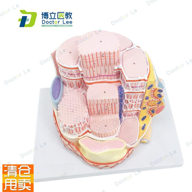 骨骼肌纤维放大模型骨骼肌模型胶原纤维网状纤维X人体骨骼模型