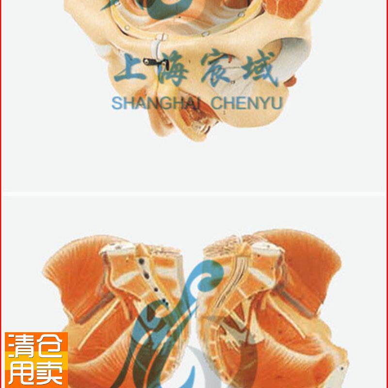 直销穴位精d准女性骨盆附生殖器官与血管神经模型/解剖模型A15107