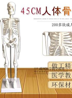 人骨架标本玩具人体骨骼模型45CDM髅骼骨头人体解剖关节示教模具