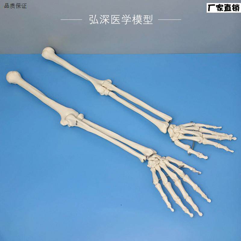 人体上肢骨骼模型肱骨桡骨尺骨手掌y骨手臂腕肘关节自然大教学道
