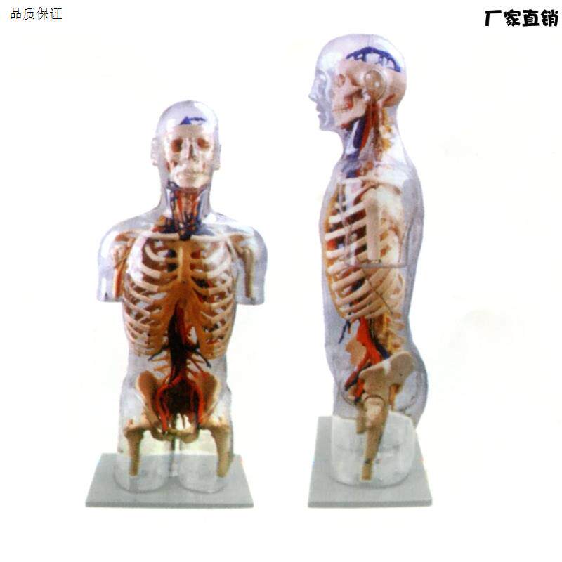 人体躯干解剖透明半身躯干附血管神经模型人体透明躯H干模型100CM