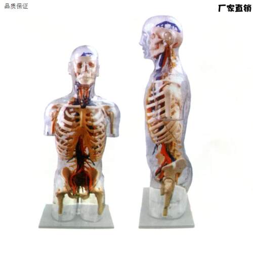 人体躯干解剖透明半身躯干附血管神经模型人体透明躯H干模型100CM
