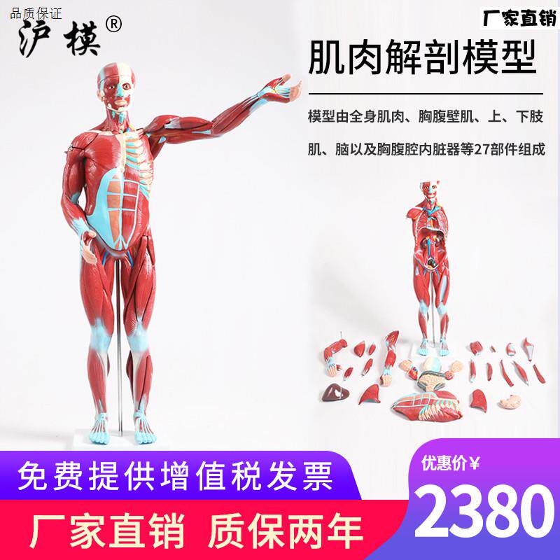 沪模人体J肌肉解剖模型内脏器官解剖模型人体全身肌肉组织解剖模