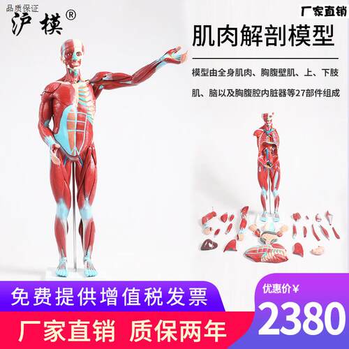 沪模人体J肌肉解剖模型内脏器官解剖模型人体全身肌肉组织解剖模