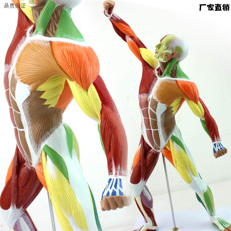 颐诺正品医用美术人体全身肌肉A模型浅层肌肉解剖系统健身运动