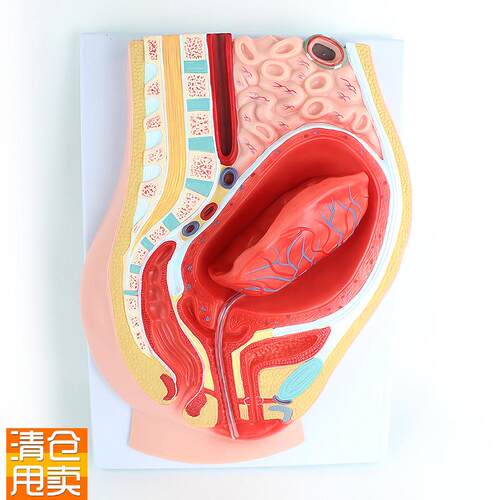 ENOVO颐诺胎盘剥离模型模型组织胚胎胎儿妇I产科教学placenta培训