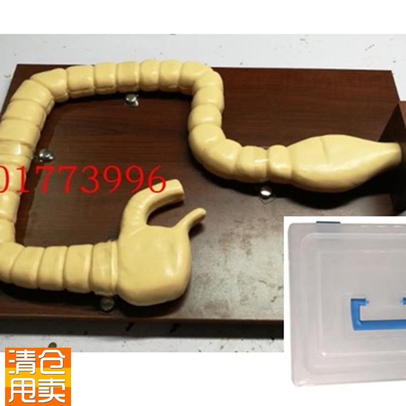 乙状结肠镜检q查模型大肠肠道病变模型