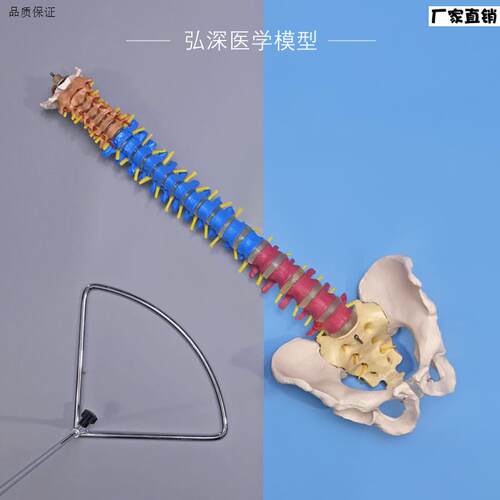 彩色人体脊柱模型带骨盆脊椎间盘神经1比1A颈腰椎中医学正骨科教