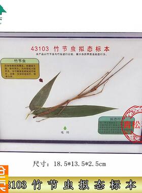 43103竹节i虫拟态标本初高中生物教学用科教仪器实验器材