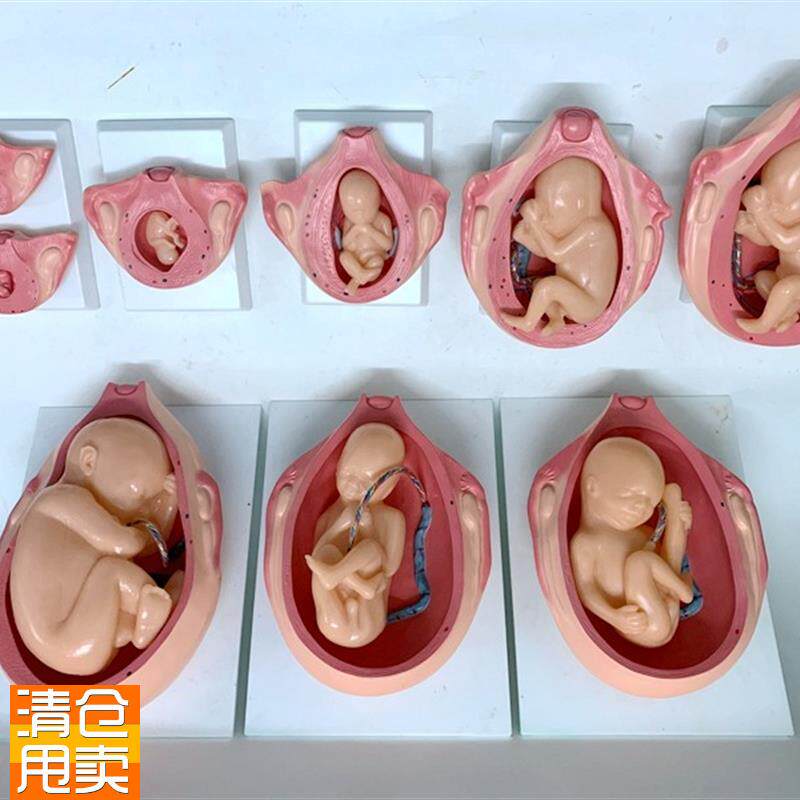 妊娠胚胎发育胎j儿形成发育过程模型计划生育胎儿胚胎教学模型