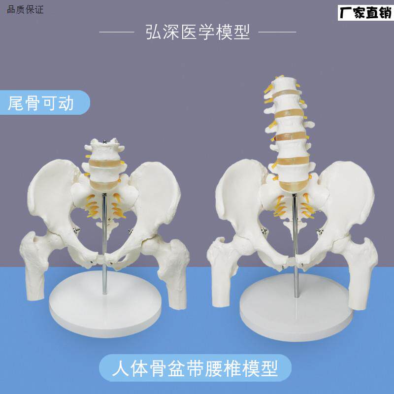 人体骨盆带腰椎模型u尾骨骼可活动股骨盆骨科关节神经1比1医学教