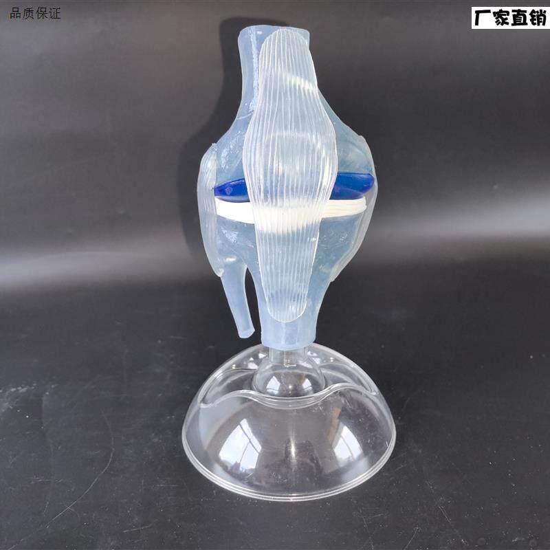 人体透明膝关节功能模型人P体骨科骨骼教学模型医患沟通模型
