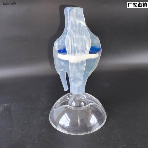 人体透明膝关节功能模型人P体骨科骨骼教学模型医患沟通模型