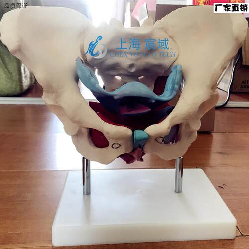 女性假骨盆及盆底肌肉模型人体解剖骨B骼医学教学用训练标本